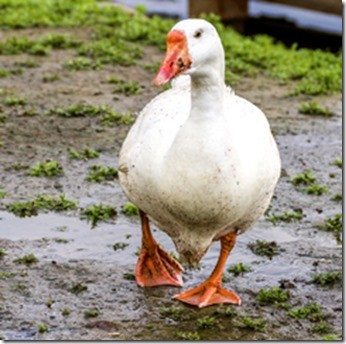 White Goose  comes