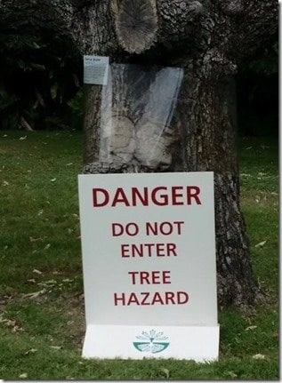 Tree Hazard