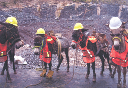 You Can Lead a Horse to Water but You Can’t Make Him Think