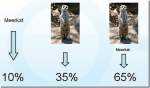 meerkat